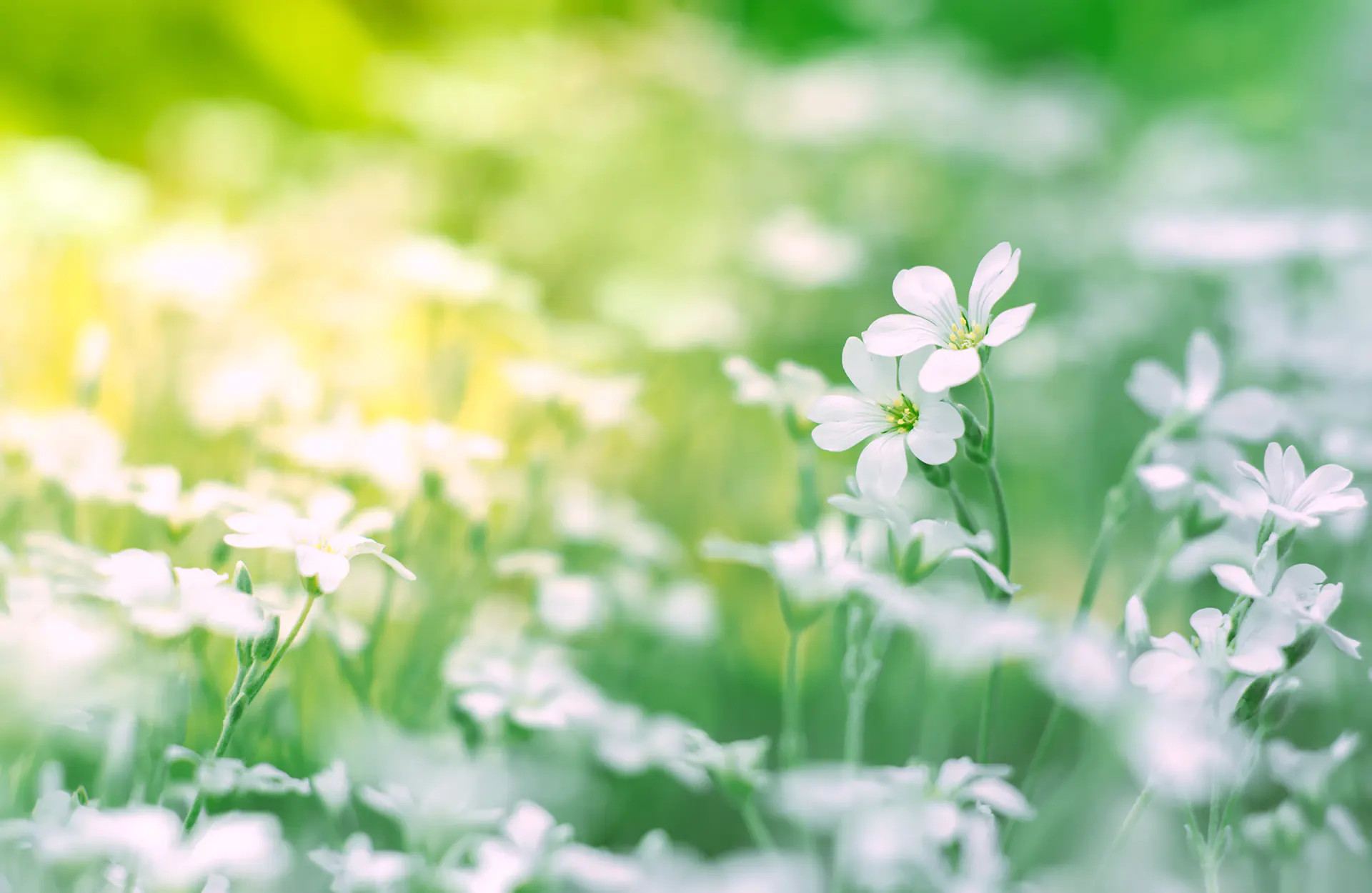 Courtin | Schoonheidssalon Astrid Vervoort